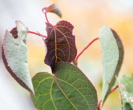 Cercidiphyllum japonicum `Rotfuchs` jaapani juudapuulehik