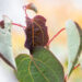 Cercidiphyllum japonicum `Rotfuchs` jaapani juudapuulehik