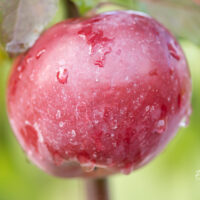 Malus `Moskovskoje Ozerelie` sammas-õunapuu