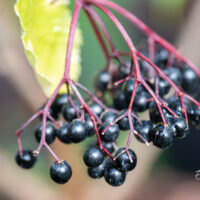 Sambucus nigra `Haidegg` must leeder