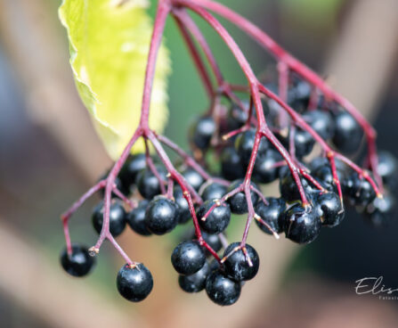 Sambucus nigra `Haidegg` must leeder