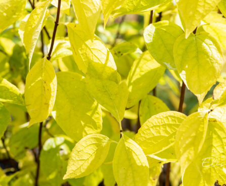 Philadelphus coronarius `Aureus` ebajasmiin (2)