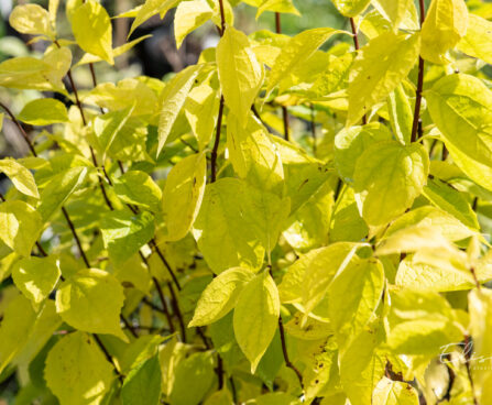 Philadelphus coronarius `Aureus` ebajasmiin (3)