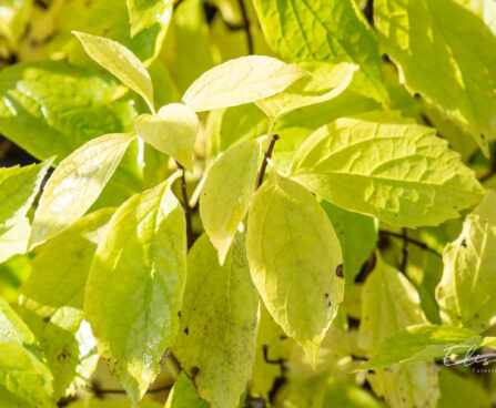 Philadelphus coronarius `Aureus` ebajasmiin (4)