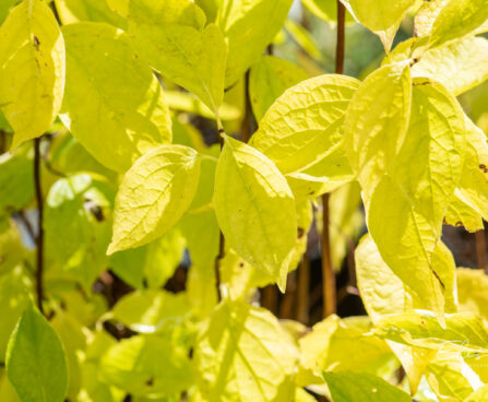 Philadelphus coronarius `Aureus` ebajasmiin (5)