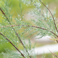 Tamarix ramosissima `Hulsdonk White` tamarisk (1)