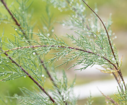 Tamarix ramosissima `Hulsdonk White` tamarisk (1)