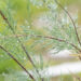 Tamarix ramosissima `Hulsdonk White` tamarisk (1)