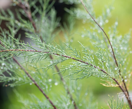 Tamarix ramosissima `Hulsdonk White` tamarisk (2)