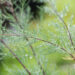 Tamarix ramosissima `Hulsdonk White` tamarisk (2)