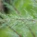 Tamarix ramosissima `Hulsdonk White` tamarisk (3)