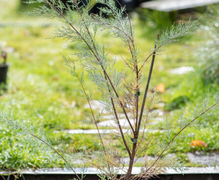 Tamarix ramosissima `Hulsdonk White` tamarisk (4)