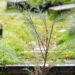 Tamarix ramosissima `Hulsdonk White` tamarisk (4)