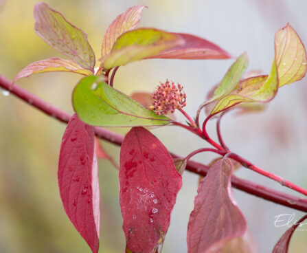 Cornus alba `Baton Rouge` kontpuu (1)