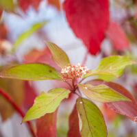 Cornus alba `Baton Rouge` kontpuu (3)