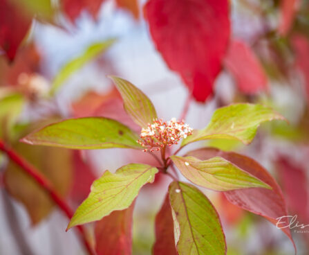 Cornus alba `Baton Rouge` kontpuu (3)