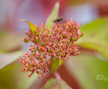 Cornus alba `Baton Rouge` kontpuu (4)