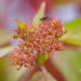 Cornus alba `Baton Rouge` kontpuu (4)