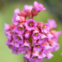 460_10172_Bergenia_cordifolia_Rotblum_sudajalehine_bergeenia_2.jpg