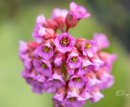 460_10172_Bergenia_cordifolia_Rotblum_sudajalehine_bergeenia_2.jpg