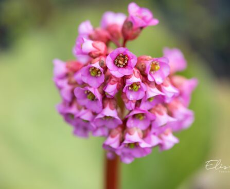 460_10173_Bergenia_cordifolia_Rotblum_sudajalehine_bergeenia.jpg