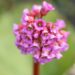 460_10173_Bergenia_cordifolia_Rotblum_sudajalehine_bergeenia.jpg