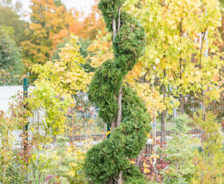 Thuja occidentalis `Fastigiata` spiral harilik elupuu spiraal