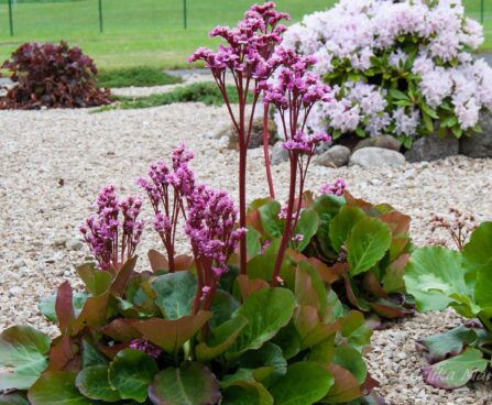 460_8032_Bergenia_cordifolia.JPG