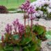 460_8032_Bergenia_cordifolia.JPG