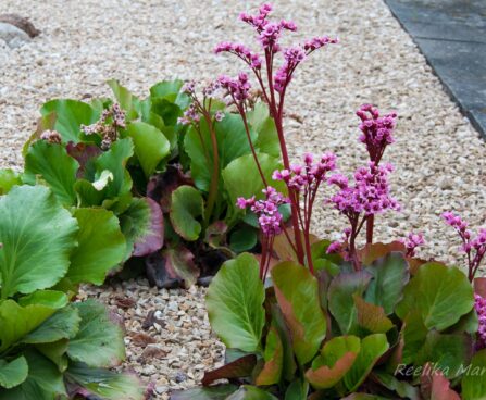 460_8033_Bergenia_cordifolia__2.JPG