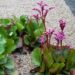 460_8033_Bergenia_cordifolia__2.JPG