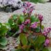 460_8034_Bergenia_cordifolia__3.JPG