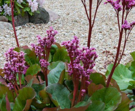 460_8035_Bergenia_cordifolia_.JPG