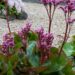 460_8035_Bergenia_cordifolia_.JPG