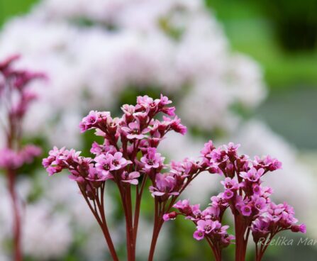 460_8036_Bergenia_cordifolia__4.JPG