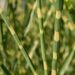 464_6441_Miscanthus_sinensis_Strictus hiina siidpööris.JPG