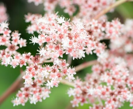 466_10339_Rodgersia_aesculifolia_hobukastanilehine_rodgersia_2.jpg