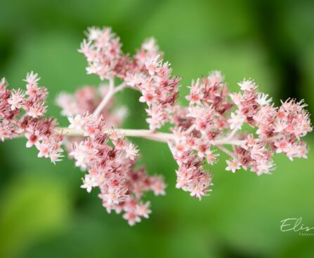 466_10340_Rodgersia_aesculifolia_hobukastanilehine_rodgersia_4.jpg