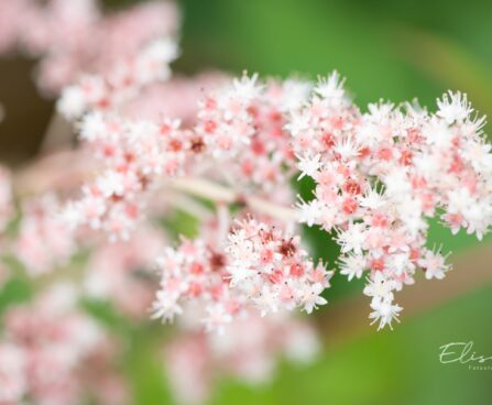 466_10342_Rodgersia_aesculifolia_hobukastanilehine_rodgersia_6.jpg