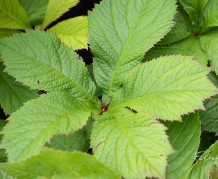 466_10343_Rodgersia_aesculifolia_hobukastanilehine_rodgersia.jpg