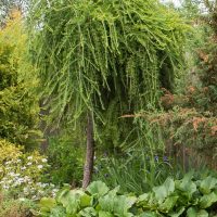 472_7451_Larix_decidua_Pendula.JPG