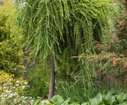 Larix_decidua_Pendula euroopa lehis.JPG