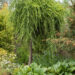 Larix_decidua_Pendula euroopa lehis.JPG