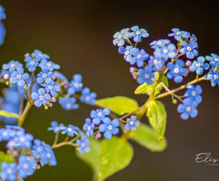 489_11029_Brunnera_macrophylla_Jack_Frost__2.jpg