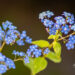 489_11029_Brunnera_macrophylla_Jack_Frost__2.jpg