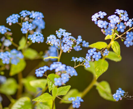 489_11031_Brunnera_macrophylla_Jack_Frost_.jpg