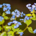 489_11031_Brunnera_macrophylla_Jack_Frost_.jpg