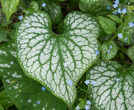 489_8626_Brunnera_macrophylla_Jack_Frost_.JPG