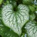 489_8626_Brunnera_macrophylla_Jack_Frost_.JPG