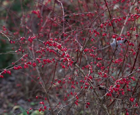 490_6601_Berberis_thunbergii_Harlequin.JPG